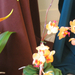 Orchid show, Orchidea bemutató 068