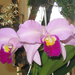 Orchid show, Orchidea bemutató 036