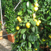 Citrus Limone 942