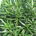 Nerium Oleander 1011