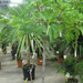 Ficus Carica  872