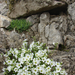 Madárhúr faj (Cerastium sp.)
