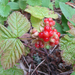 Termését érlelő Kövi szeder (Rubus saxatilis)