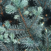 conifer