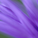 Purple Frond