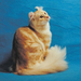 Album - 9 különleges macska faja és a világ legrondább macskája