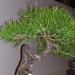 bonsai fenyő1