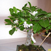 Höchstetten Bonsai43