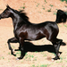 black arabian mare, arabian horse