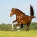 chestnut-stallion-rodeo-klass