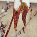snowed leaf
