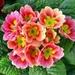 primula