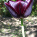 tulipán-26