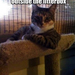 most-interesting-cat