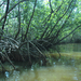 Dominika mangrove mocsár