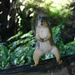 10 squirrels 86809