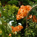 'California Gold' bouganvillea