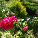 'Double Red' telt bouganvillea