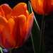 narancssárga tulipán