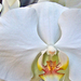Orchidea 8156