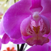 orchidea 0370