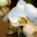 orchidea 0536