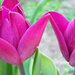 tulipán párban 1844