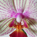 Orchidea 3065