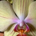 Orchidea 4806