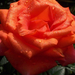 Harmatos rózsa 5607