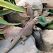 Uromastyx aegypticus