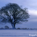 15 19 6---Tree--Winters-Morning--Northumberland web