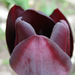 Fekete tulipán.