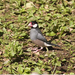 Java Sparrow