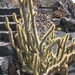 Jardín de Cactus[081] resize
