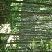 Bakonybél erdő