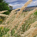 Siska nádtippan (Calamagrostis epigeios)