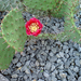 Opuntia macrorhiza