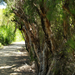 Yanchep National Park 9