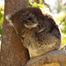 Yanchep National Park 13