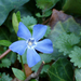 Blue Flower