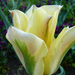 tulipánok 5