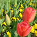 tulipánok 11