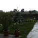 20090430Borongós-esős tavaszi nap-021