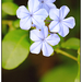 Kék virág 1