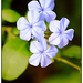 Kék virág 2