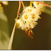 Méhecske az eukaliptusz-virágon 1