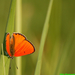 Narancsvörös pillangó