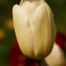 tulip (7)