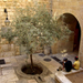 Jerusalem tree by kimaira